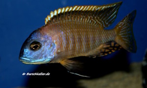 Tramitichromis sp. 'orange top' Lumbira