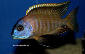 Tramitichromis sp. 'orange top' Lumbira