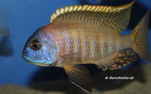 Tramitichromis sp. 'orange top' Lumbira