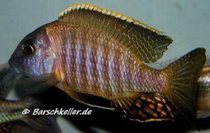Tramitichromis sp. 'orange top' Lumbira