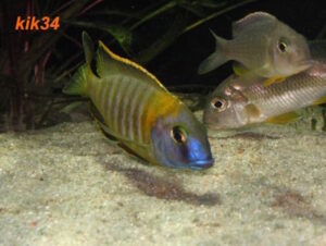 Tramitichromis sp. 'orange top' Lumbira
