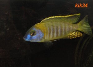 Tramitichromis sp. 'orange top' Lumbira