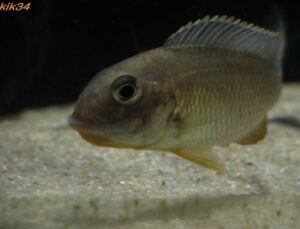 Tramitichromis sp. 'orange top' Lumbira