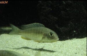 Tramitichromis sp. 'orange top' Lumbira