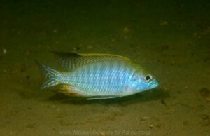 Tramitichromis sp. 'red gular' Songwe Hill