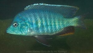 Trematocranus microstoma 'Chembe Beach'