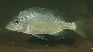 Trematocranus microstoma 'Chembe Beach'