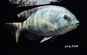 Trematocranus placodon 'Likoma Island'