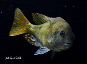 Trematocranus placodon 'Likoma Island'