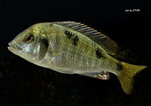 Trematocranus placodon 'Likoma Island'