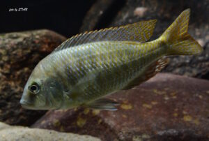 Trematocranus placodon Arten