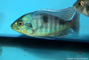 Trematocranus placodon 'Mbenji'