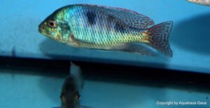 Trematocranus placodon 'Mbenji'