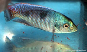 Trematocranus placodon 'Mbenji'