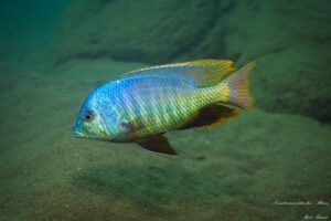 Trematocranus placodon 'Mdowa'