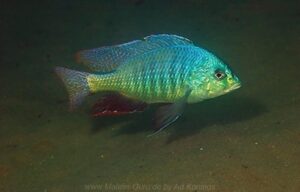 Trematocranus placodon