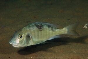 Trematocranus placodon 'Mvunguti'