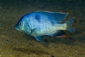 Trematocranus placodon 'Ntekete'