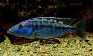 Tyrannochromis macrostoma