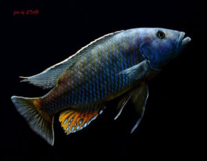 Tyrannochromis macrostoma 'Chiwi Rock'