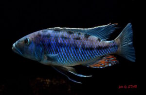Tyrannochromis macrostoma 'Chiwi Rock'