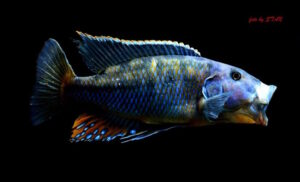 Tyrannochromis macrostoma 'Chiwi Rock'