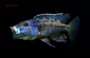 Tyrannochromis macrostoma