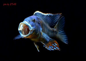 Tyrannochromis macrostoma 'Chiwi Rock'