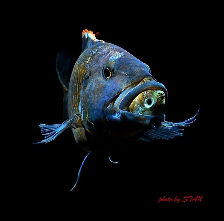 Tyrannochromis macrostoma 'Chiwi Rock''Chiwi Rock' Tyrannochromis macrostoma