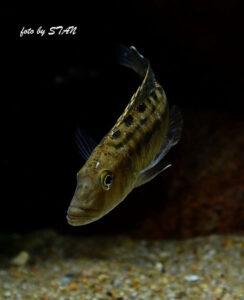 Tyrannochromis macrostoma 'Chiwi Rock'