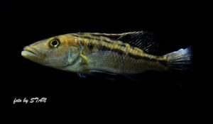 Tyrannochromis macrostoma 'Chiwi Rock'