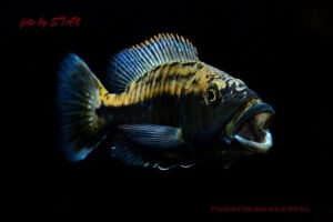 Tyrannochromis macrostoma 'Chiwi Rock'