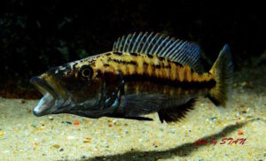 Tyrannochromis macrostoma 'Chiwi Rock'