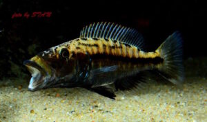 Tyrannochromis macrostoma 'Chiwi Rock'