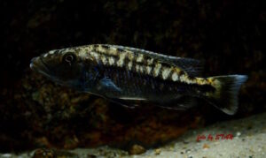 Tyrannochromis macrostoma 'Chiwi Rock'