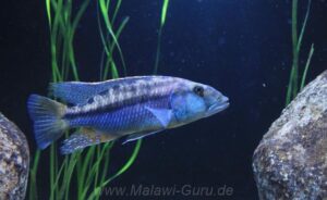 Tyrannochromis maculiceps Arten