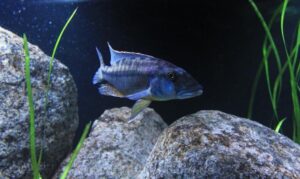 Tyrannochromis maculiceps 'Lupingu'