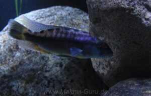 Tyrannochromis maculiceps 'Lupingu'
