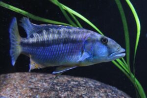 Tyrannochromis maculiceps 'Lupingu'