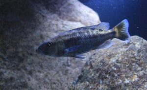 Tyrannochromis maculiceps 'Lupingu'