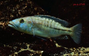 Tyrannochromis maculiceps