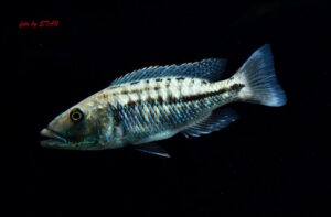 Tyrannochromis maculiceps 'Mbenji Island'
