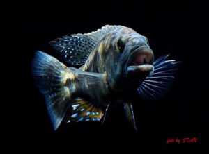 Tyrannochromis maculiceps 'Mbenji Island'