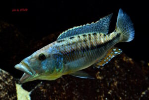 Tyrannochromis maculiceps 'Mbenji Island'
