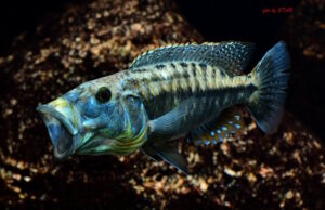 Tyrannochromis maculiceps 'Mbenji Island'