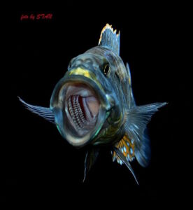 Tyrannochromis maculiceps