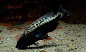 Tyrannochromis maculiceps 'Mbenji Island'