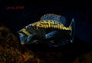 Tyrannochromis maculiceps 'Mbenji Island'