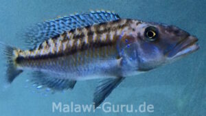 Tyrannochromis maculiceps 'Mbenji Island'