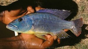 Tyrannochromis maculiceps 'Senga Bay'